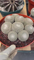 Mammillaria Perbella Cluster | Rare Live Specimen Cactus