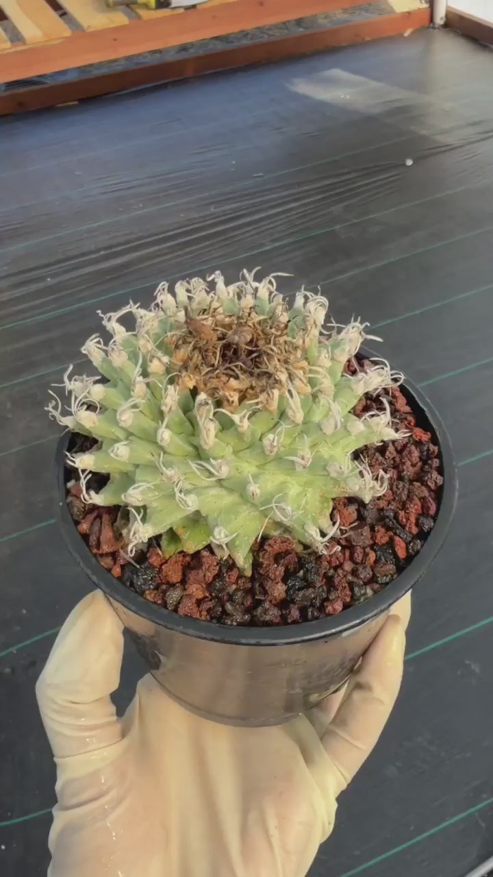 Turbinicarpus alonsoi – Rare Seed-Grown Cactus | Pink Flowering Collector Plant