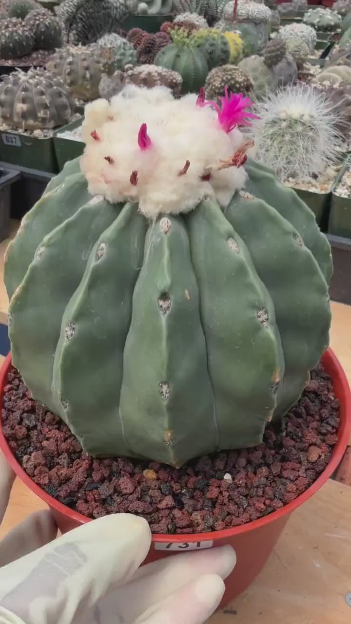 Melocactus Matanzanus Spineless | Rare Live Cactus Plant #731