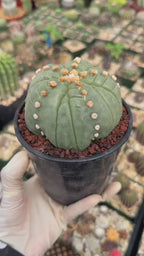 Astrophytum Asterias Fukuryu – Rare 14‑Rib Mutation Cactus