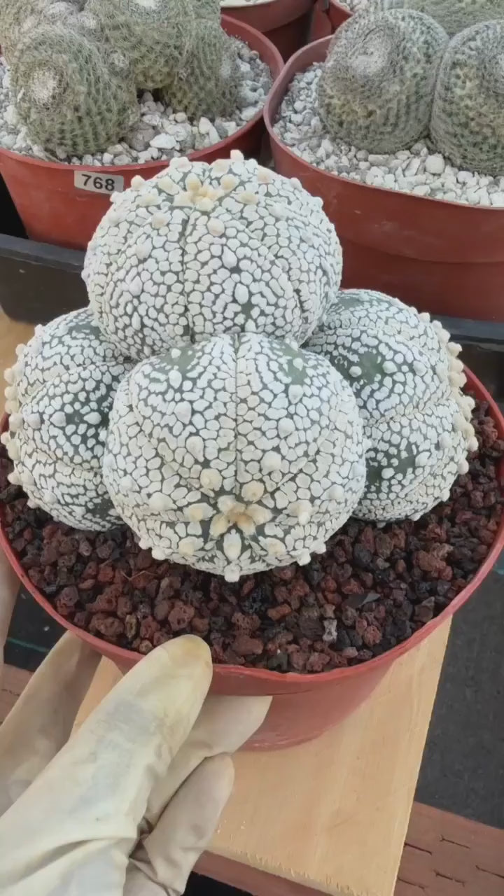 Astrophytum Asterias Cluster – Rare Seed-Grown Cactus Live Plant