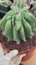 Ferocactus Horridus Brevispinus Mostruoso #570