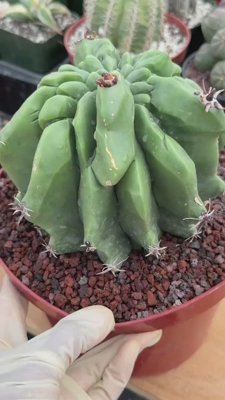 Ferocactus Horridus Brevispinus Mostruoso #570