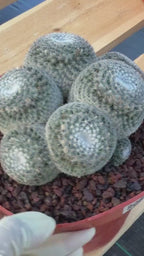 Mammillaria Perbella Cluster Rare Seed Grown Live Cactus – Exact Collector Plant #806