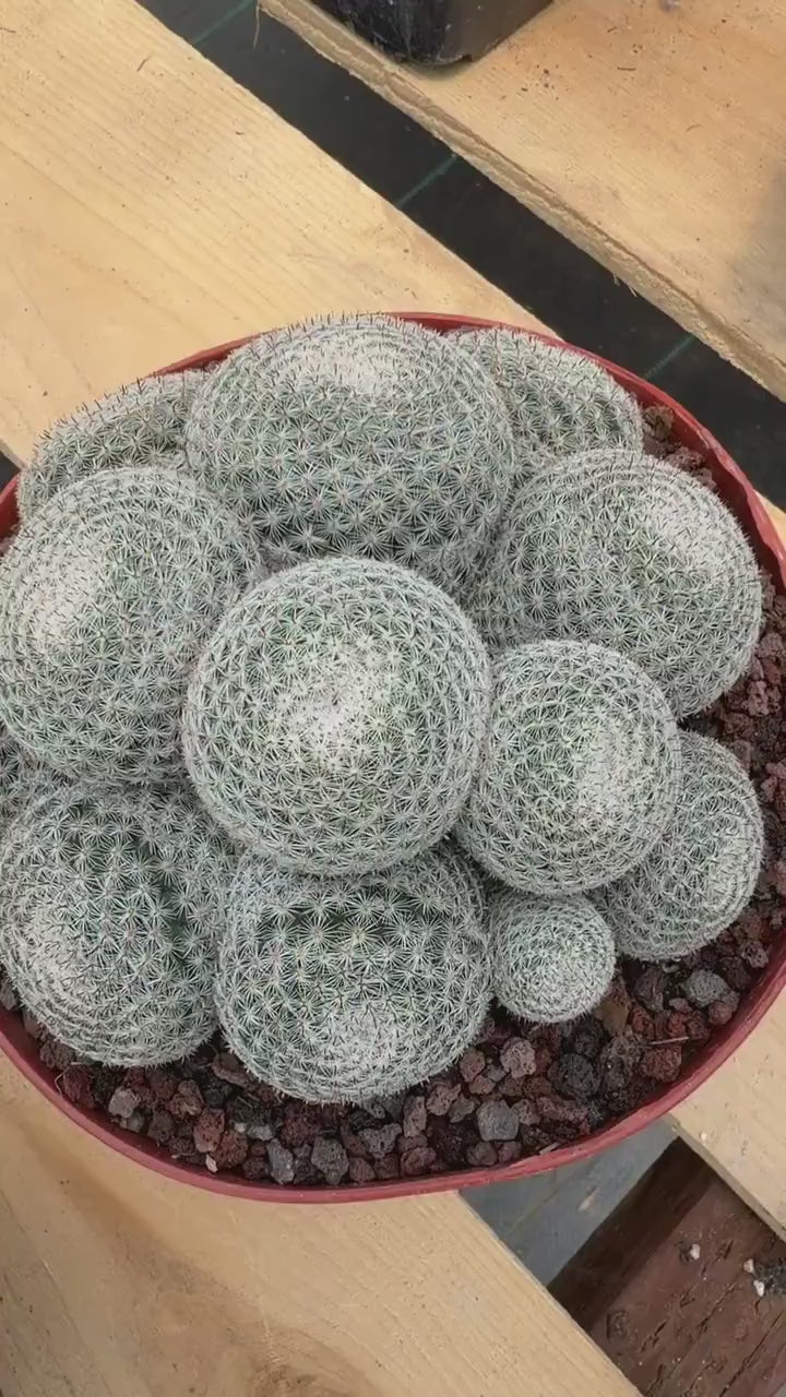 Mammillaria Perbella Cluster Cactus – Rare Live Plant #694