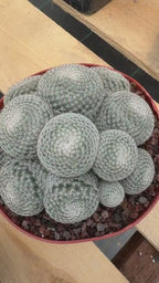 Mammillaria Perbella Cluster Cactus – Rare Live Plant #694