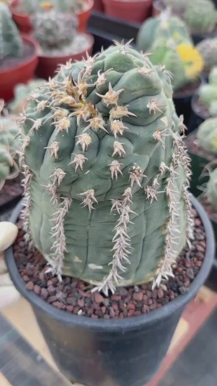 Gymnocalycium Spegazzinii Unguispinum 'Owl Eye' Tall Form #273 | Rare Live Cactus Width: 5 inches