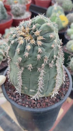 Gymnocalycium Spegazzinii Unguispinum 'Owl Eye' Tall Form #273 | Rare Live Cactus Width: 5 inches
