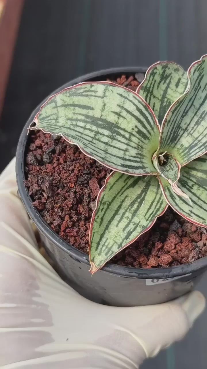 Sansevieria Cleopatra Rare Snake Plant #270 | 5in Pot Easy Care Indoor Houseplant