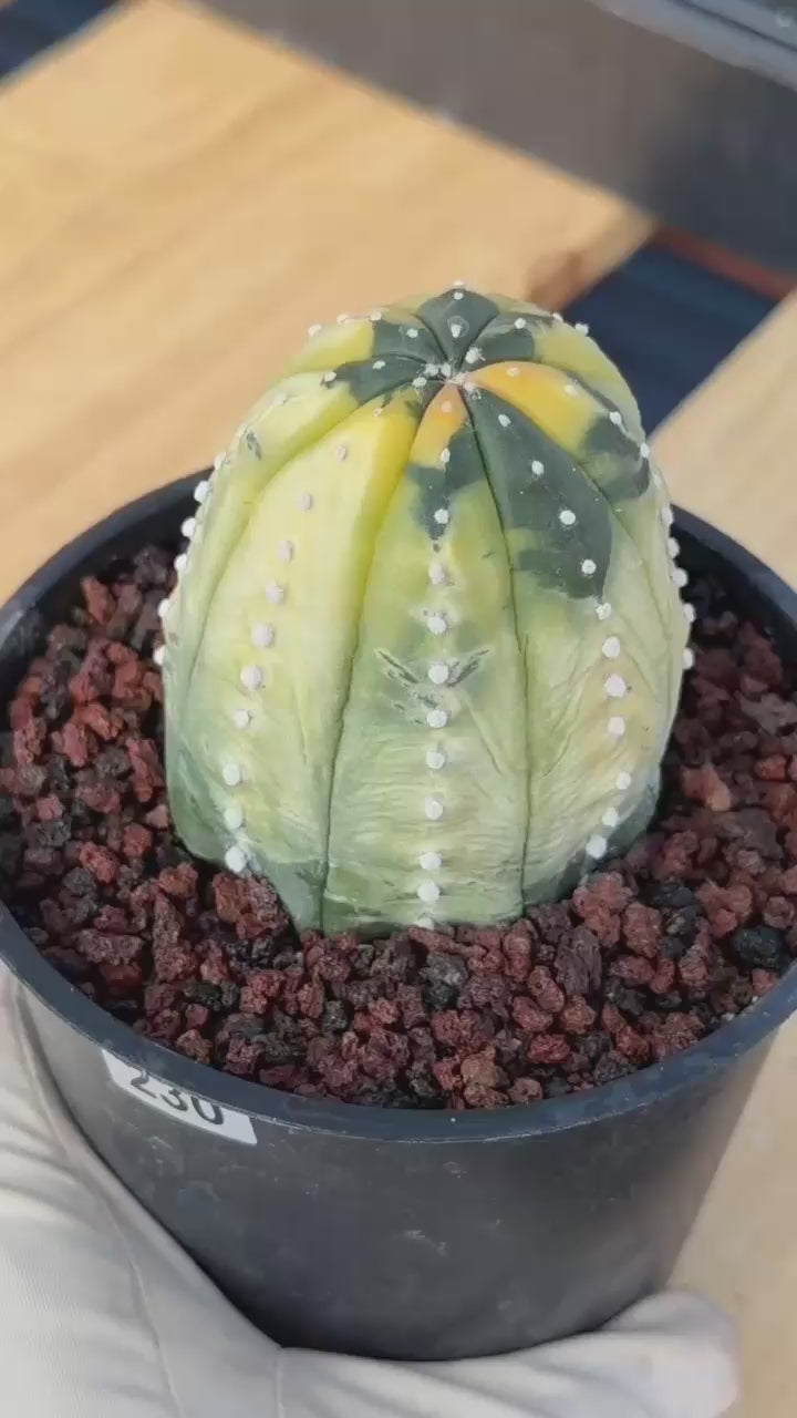 Variegated Astrophytum Asterias – Seed Grown #230