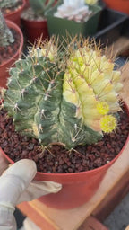 Variegated Gymnocalycium Mihanovichii Live Cactus #753