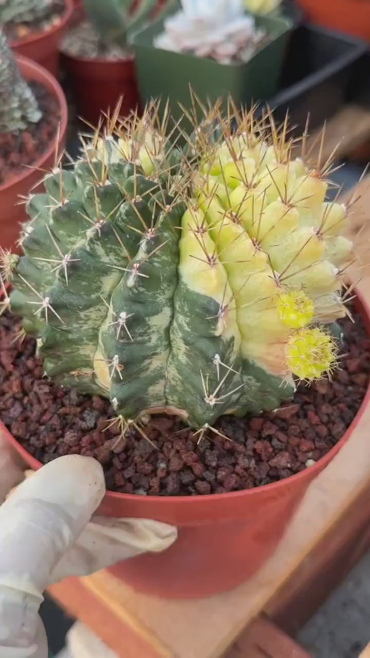 Variegated Gymnocalycium Mihanovichii Live Cactus #753