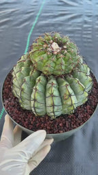 Discocactus Stacker | Rare Grafted Double‑Headed Collector’s Cactus