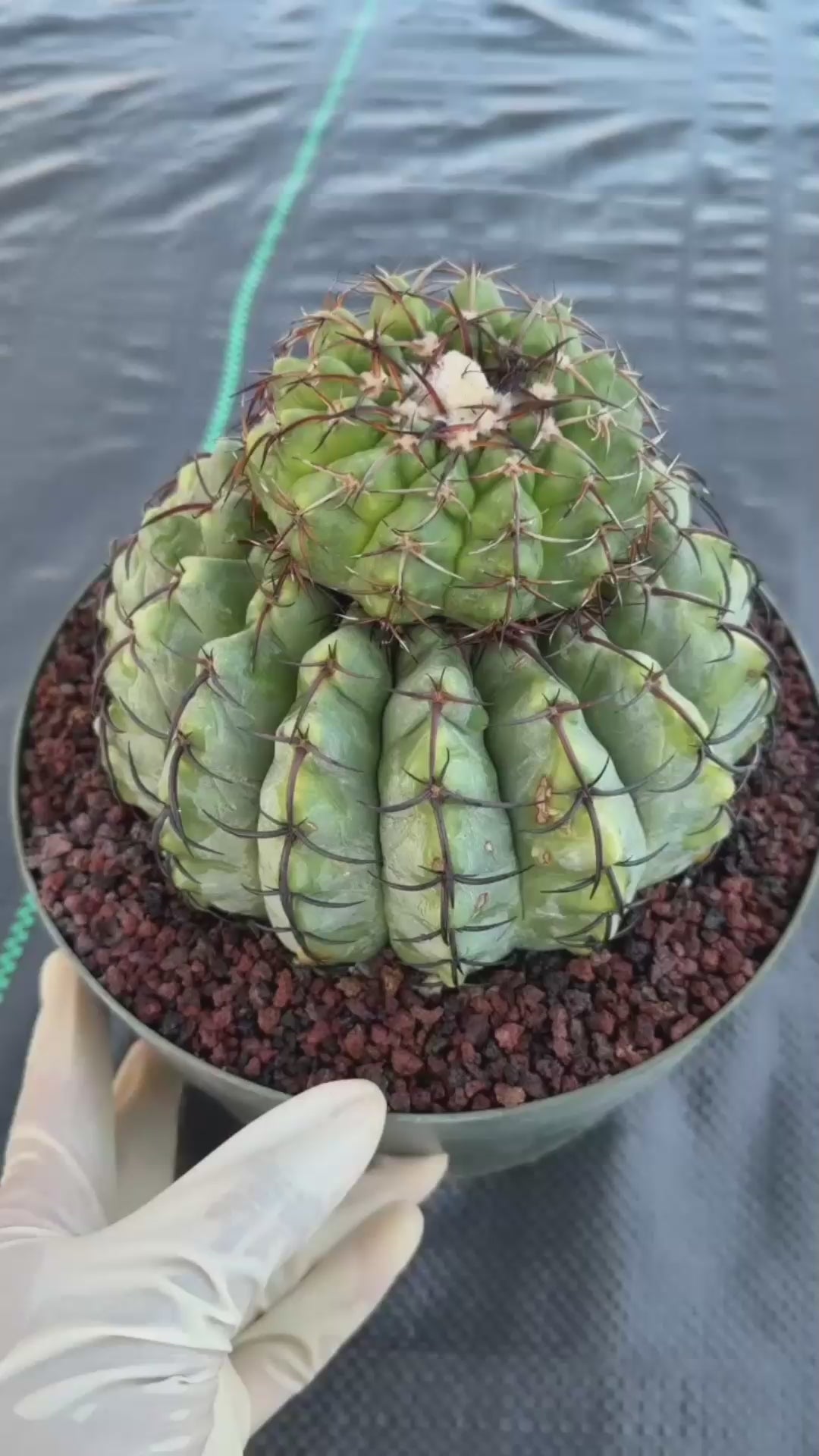 Discocactus Stacker | Rare Grafted Double‑Headed Collector’s Cactus