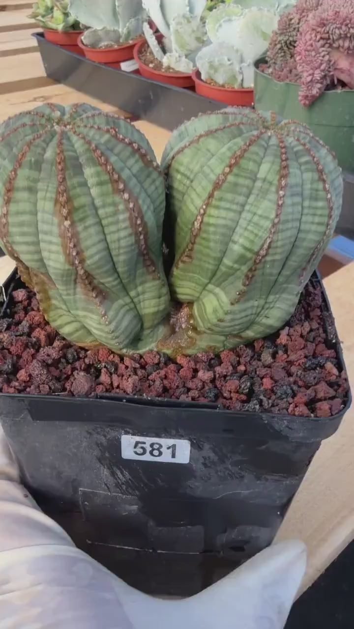Euphorbia Obesa Dichot #214 | Seed Grown Rare Succulent