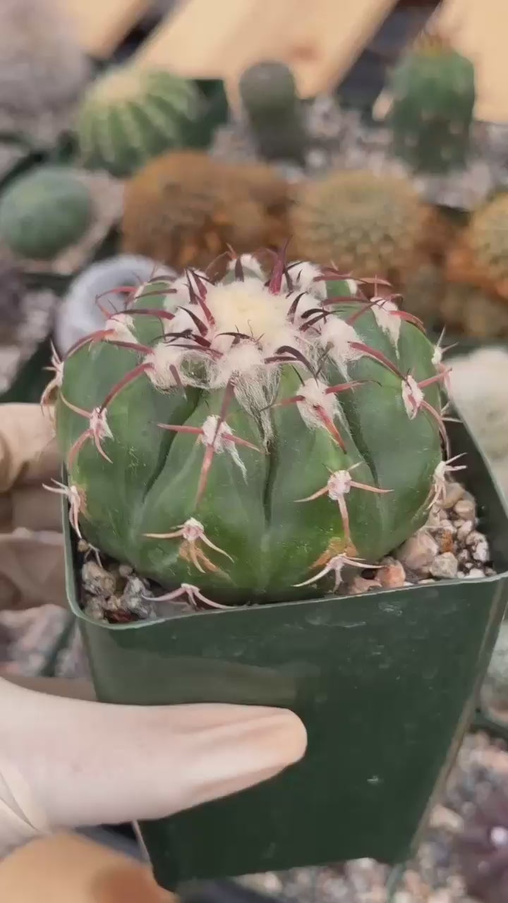 Discocactus crystallophilus – Rare Seed Grown Cactus with Fragrant White Flowers | Collector’s Succulent Plant