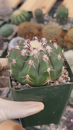 Discocactus crystallophilus – Rare Seed Grown Cactus with Fragrant White Flowers | Collector’s Succulent Plant