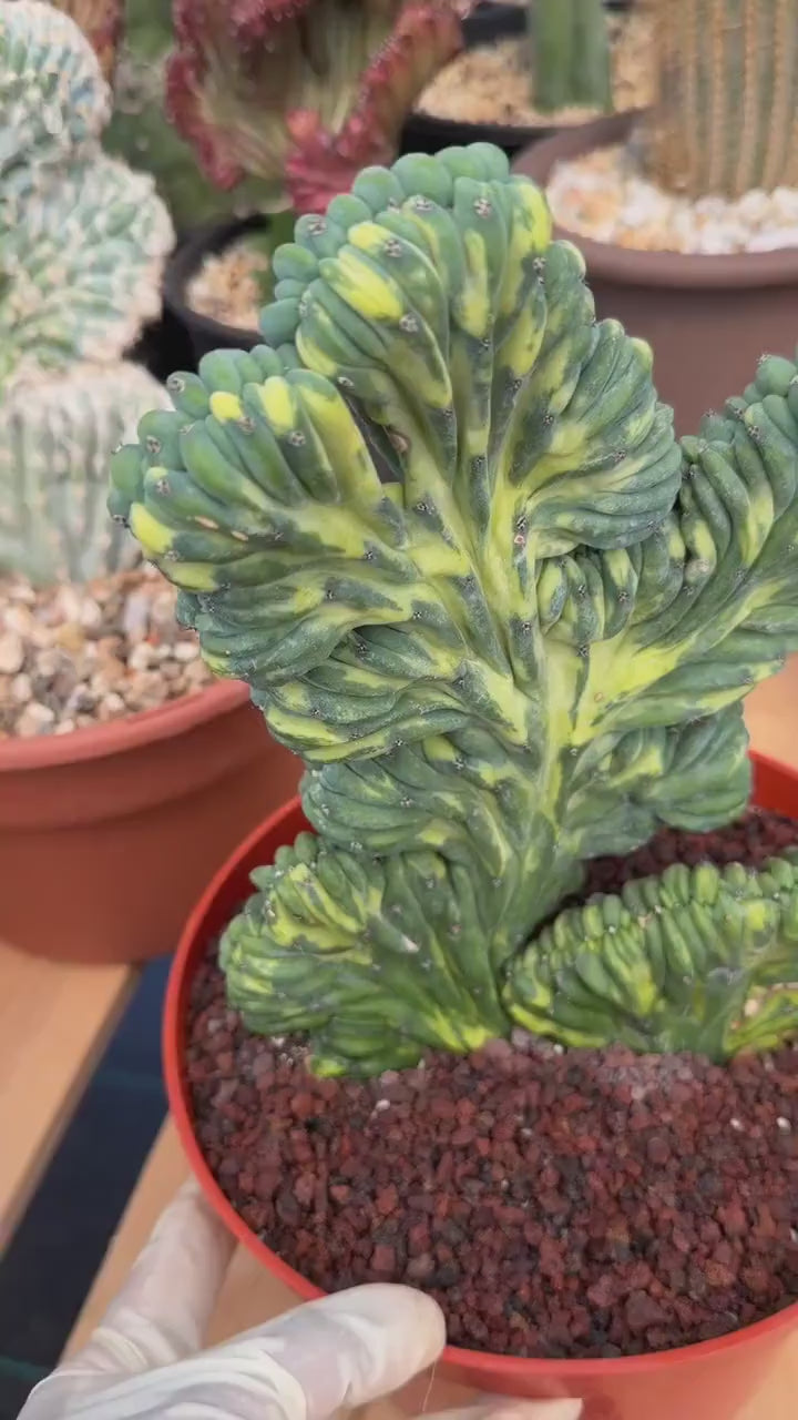 Variegated Crested Blue Myrtle Cactus | Myrtillocactus Geometrizans Variegata | Rare Collector Specimen