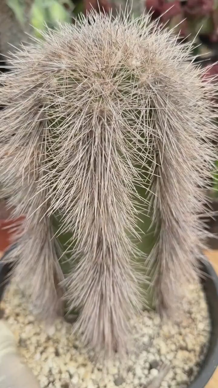 Woolly Rhino Columnar Cactus Cutting – Rare Live Cactus Plant