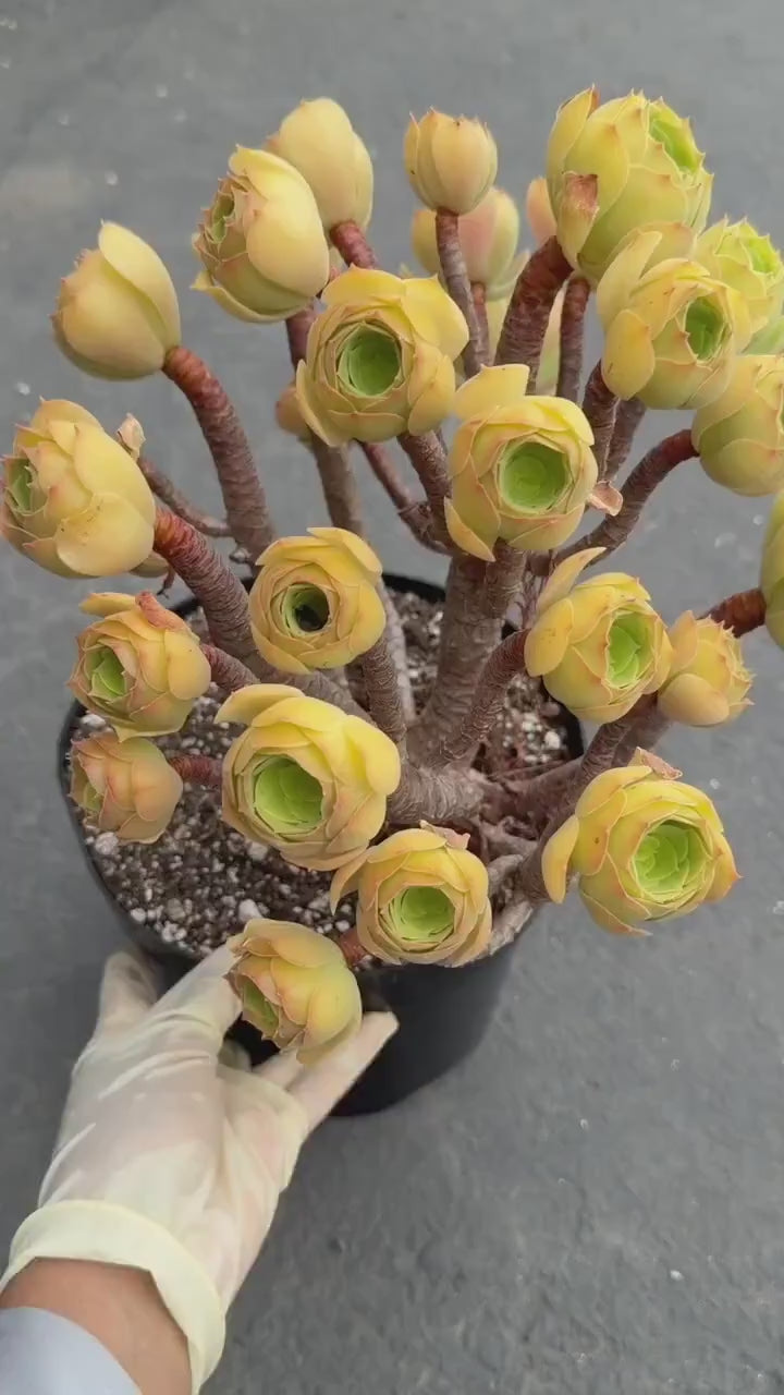 Aeonium Blushing Beauty | Old Bonsai Trunk | Rare Live Plant