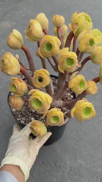 Aeonium Blushing Beauty | Old Bonsai Trunk | Rare Live Plant