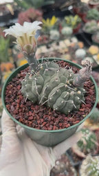 Rare Crested Gymnocalycium Vatteri Cactus #188