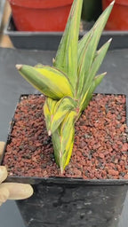 Variegated Sansevieria Sawaddee #881 | Rare Live House Plant