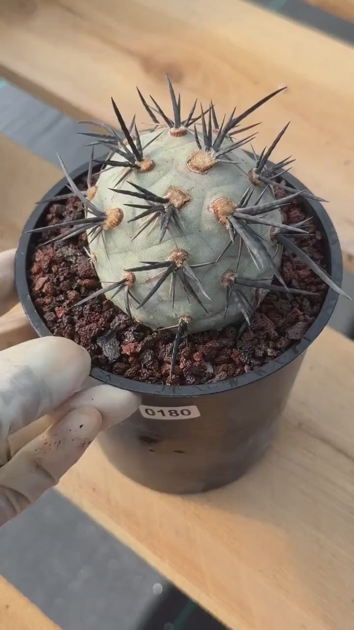 Tephrocactus Geometricus Diablo Cactus | Rare Black Spine Succulent | Live Plant #180