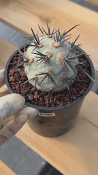 Tephrocactus Geometricus Diablo Cactus | Rare Black Spine Succulent | Live Plant #180