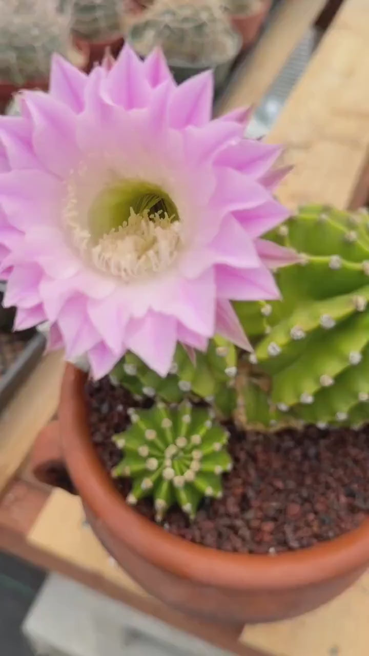 Variegated Easter Lily Cactus Double Head with Pup – Rare Live Plant