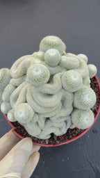 Mammillaria Perbella Crested Cluster #869 | Rare Live Cactus Specimen