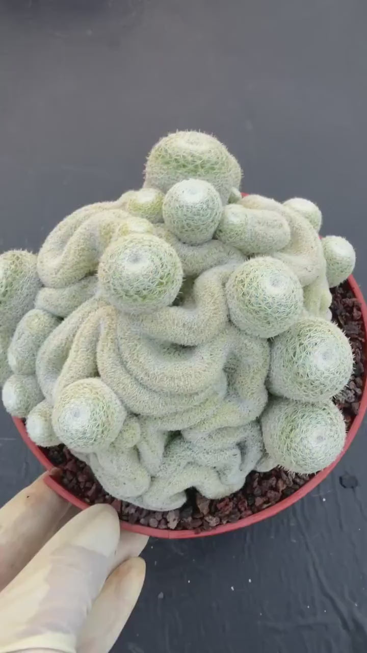Mammillaria Perbella Crested Cluster #869 | Rare Live Cactus Specimen