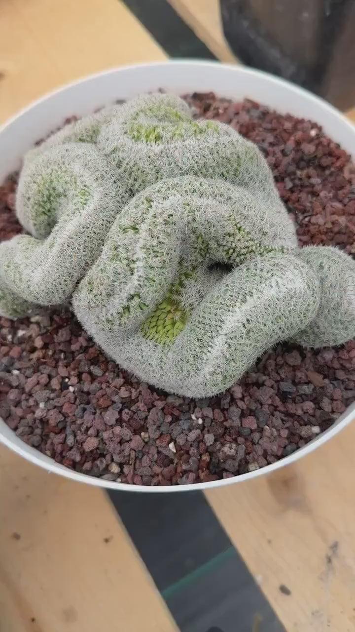 Mammillaria Crested | Rare Specimen Cactus | 6" Live Plant