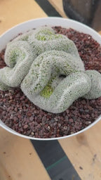 Mammillaria Crested | Rare Specimen Cactus | 6" Live Plant