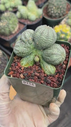 Euphorbia Obesa Dichot Seed Grown | Collector Cactus Specimen #115