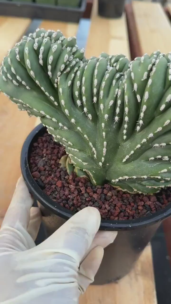Crested Mexican Fence post | Rare Pachycereus Cristata Live Plant