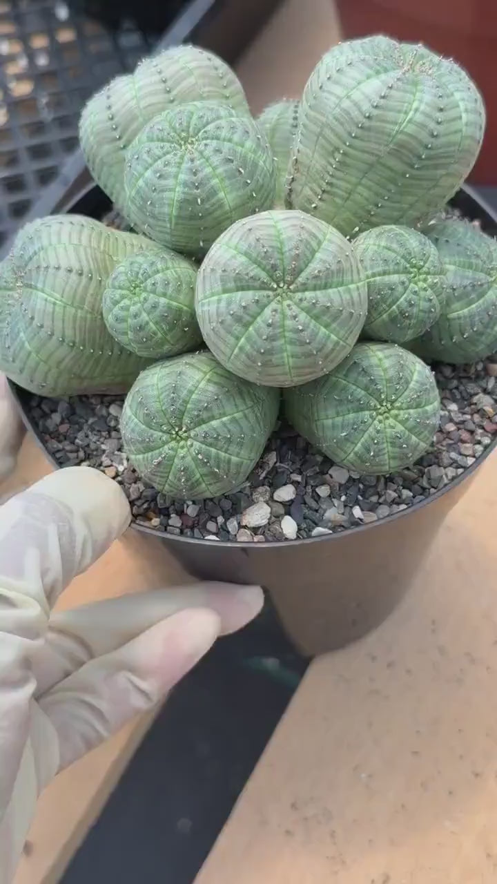 Euphorbia Obesa Cluster | Rare Live Succulent Plant #185