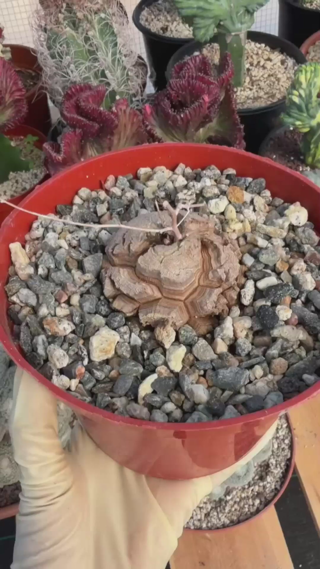 Dioscorea Elephantipes – Rare Turtle Back Caudex Succulent Plant Collector’s #288