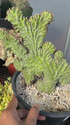Crested Euphorbia Zigzag | Rooted Cutting | Rare Live Plant