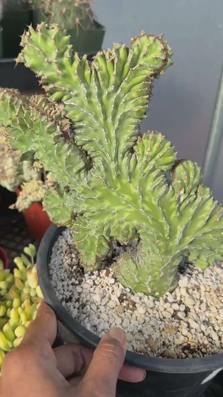 Crested Euphorbia Zigzag | Rooted Cutting | Rare Live Plant