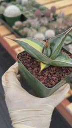 Variegated Sansevieria Pinguicula Rare Live Snake Plant – Exact Houseplant #198