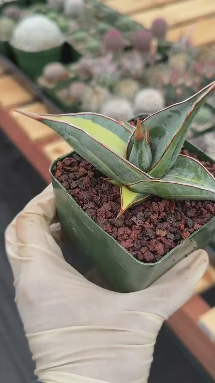Variegated Sansevieria Pinguicula Rare Live Snake Plant – Exact Houseplant #198