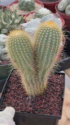 Rare Micranthocereus Cactus – Live Columnar Specimen | Collector's Plant