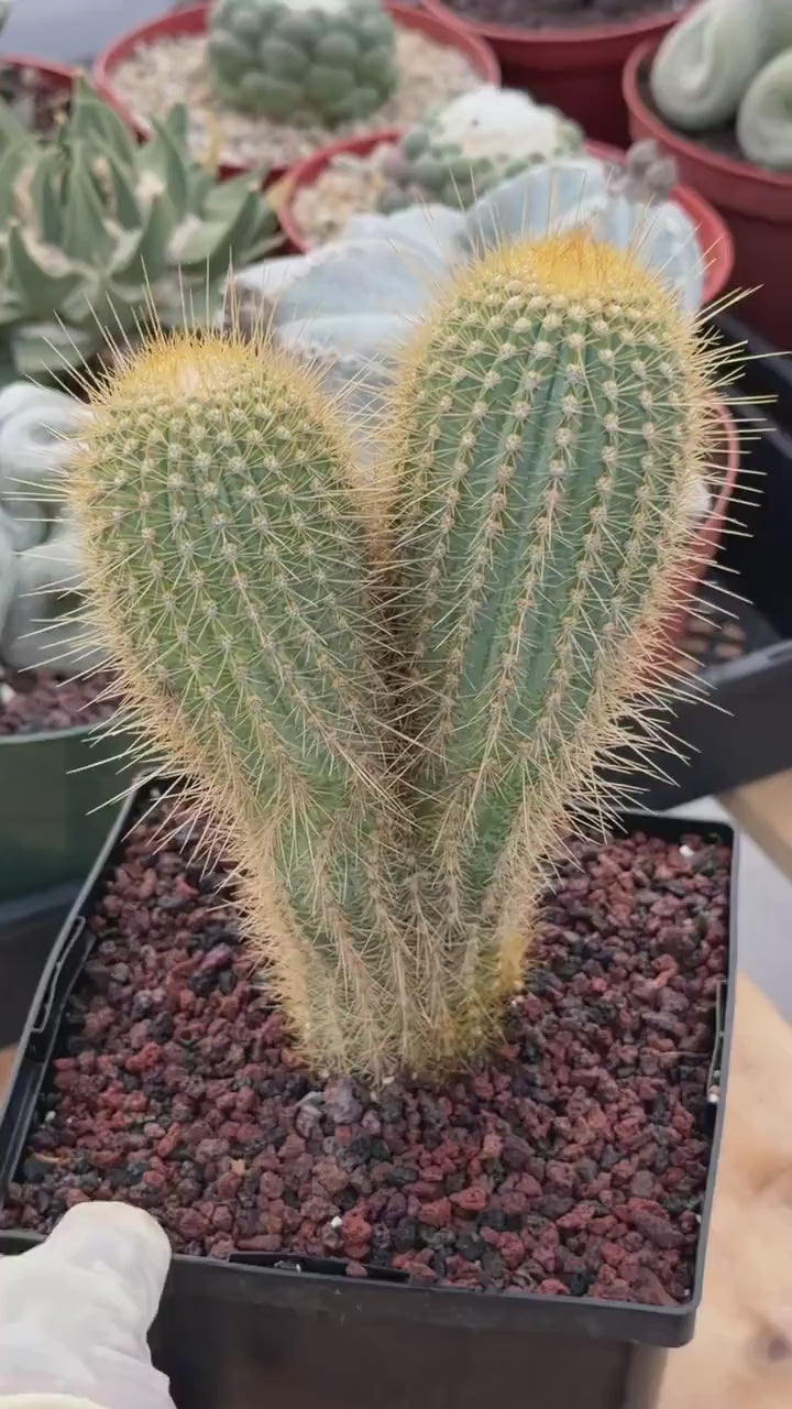 Rare Micranthocereus Cactus – Live Columnar Specimen | Collector's Plant