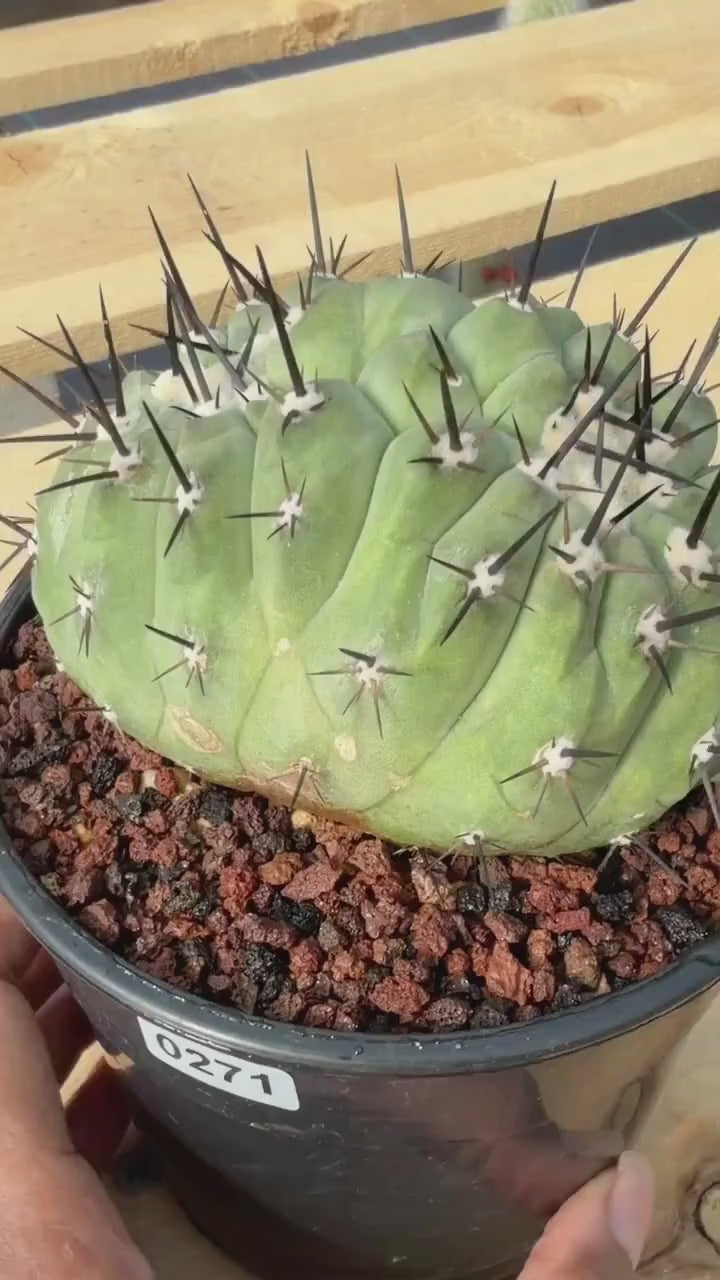 Crested Copiapoa Cinerea Live Cactus #271 – Rare Collector Cactus