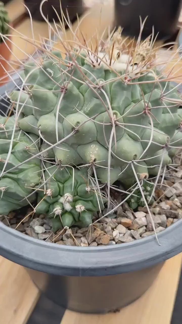 Thelocactus Rinconensis Cluster Live Cactus #462
