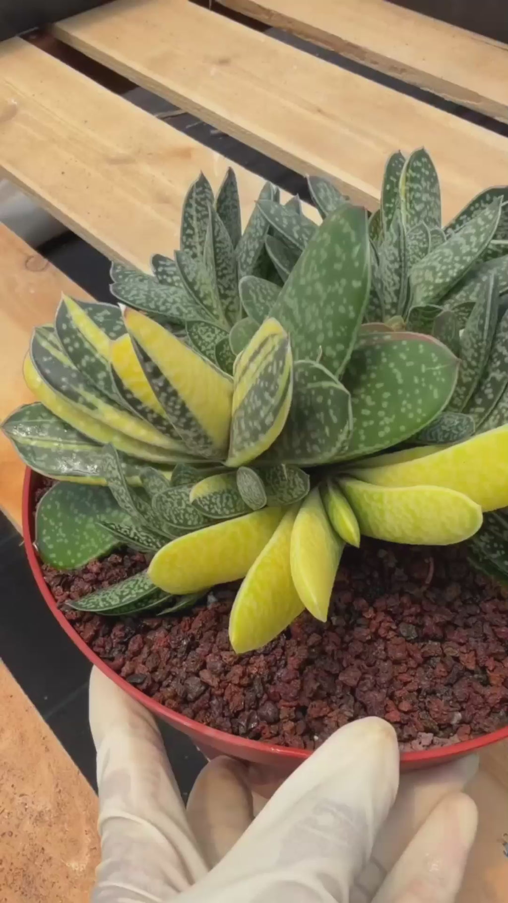 Variegated Gasteria Cluster #33 | Rare Live Succulent | Collector's Plant