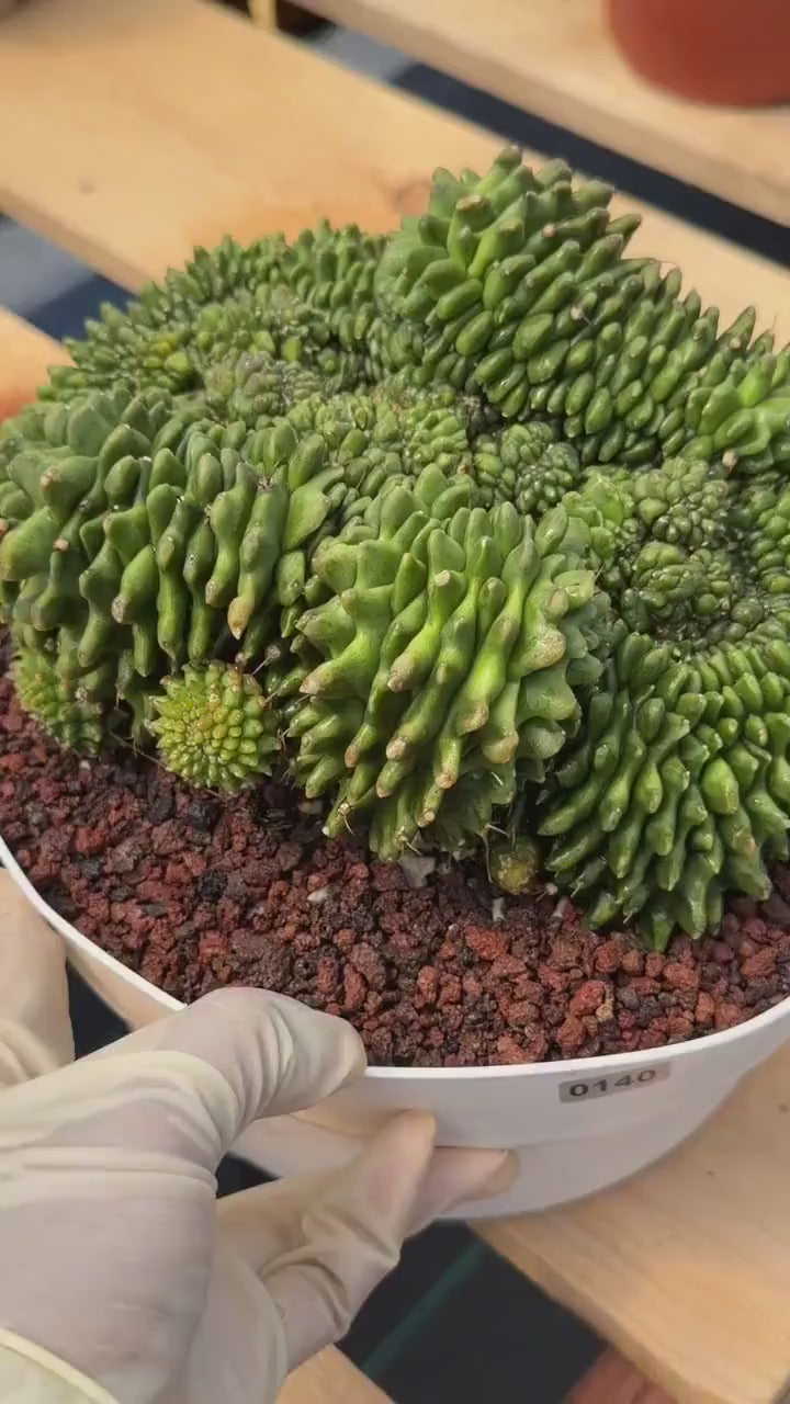 Crested Gymnocalycium Inermis | Rare Live Cactus Plant #149