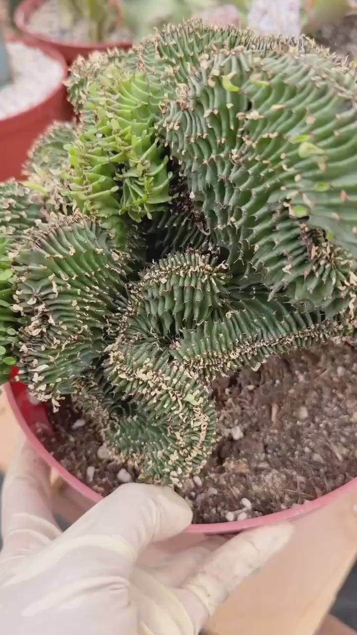 Crested Euphorbia Ammak | Rare Live Succulent Plant #747