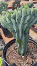 Crested Blue Myrtle Cactus with Arm | Rare Live Cactus #603